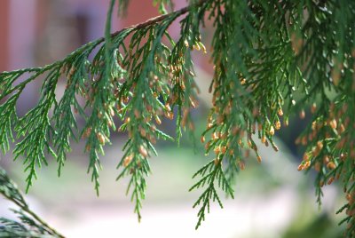 Chamaecyparis nootkatensis 'Pendula'- cypřišek nutkajský 'Pendula' - jarní větévka